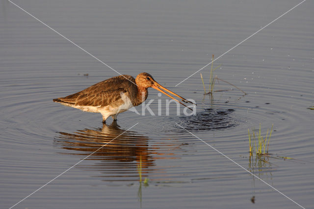 Grutto (Limosa limosa)