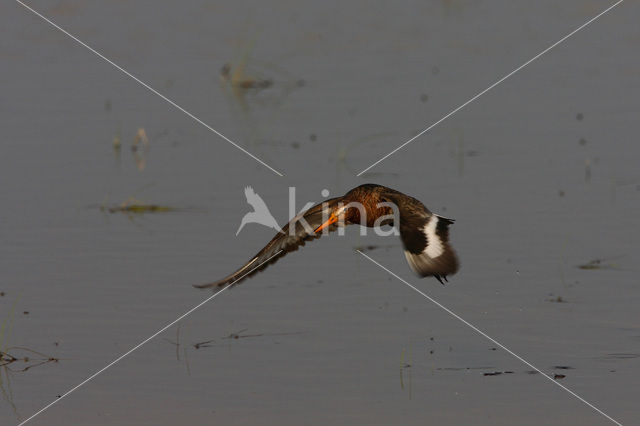 Black-tailed Godwit (Limosa limosa)