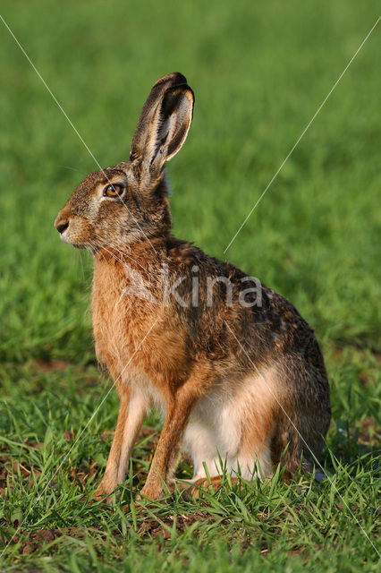 Brown Hare (Lepus europaeus)