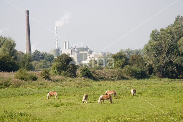 Haflinger paard (Equus spp)