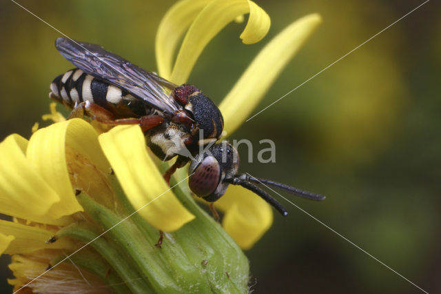 Heideviltbij (Epeolus cruciger)