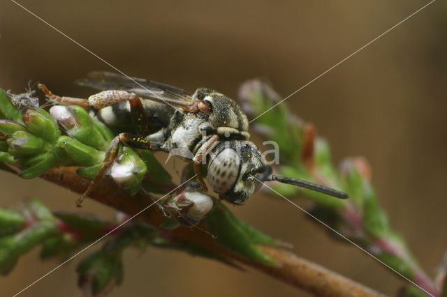 Heideviltbij (Epeolus cruciger)