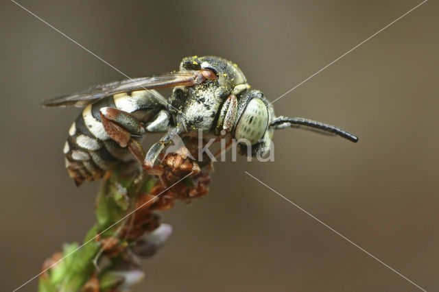 Heideviltbij (Epeolus cruciger)