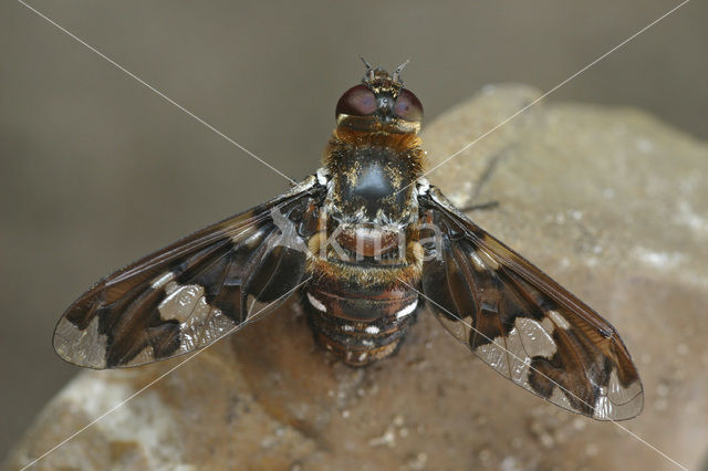 Exoprosopa capucina