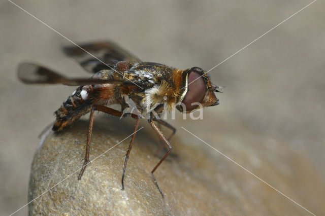 heidewolzwever (Exoprosopa capucina)