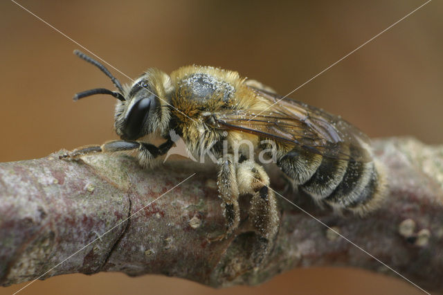 Heidezandbij (Andrena fuscipes)