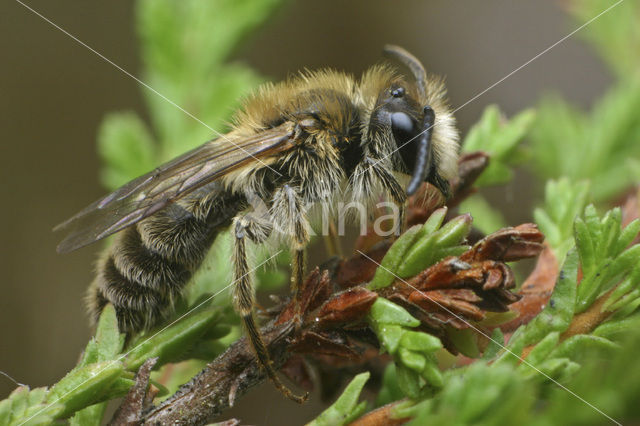 Heidezandbij (Andrena fuscipes)