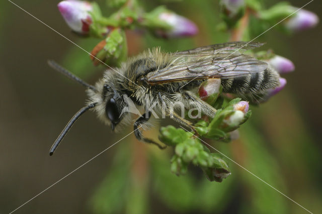 Yellow-legged mining bee (Andrena fuscipes)