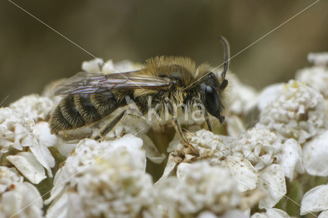 Heidezandbij (Andrena fuscipes)