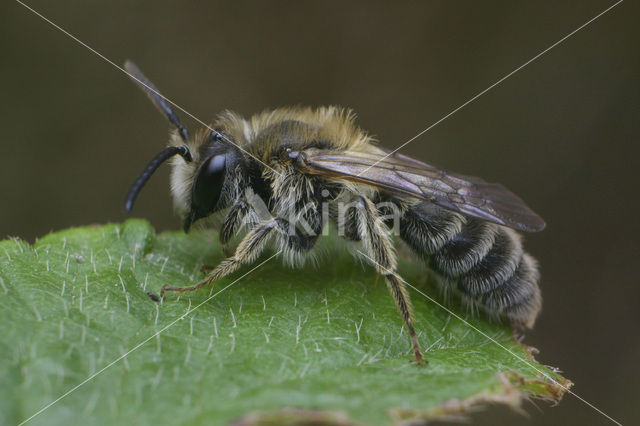 Heidezandbij (Andrena fuscipes)