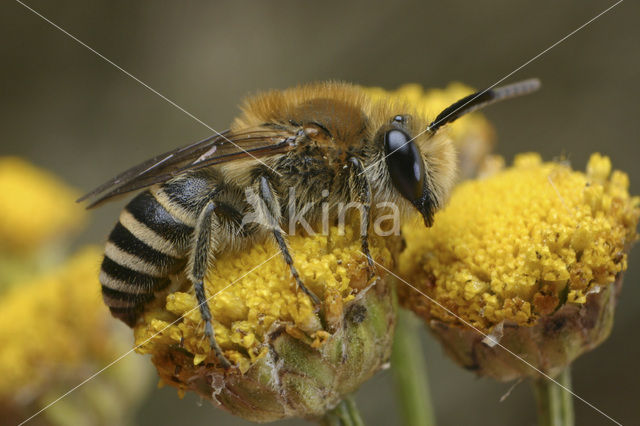 Colletes succinctus