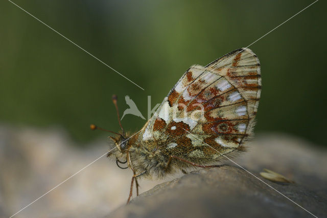 Herdersparelmoervlinder (Boloria pales)