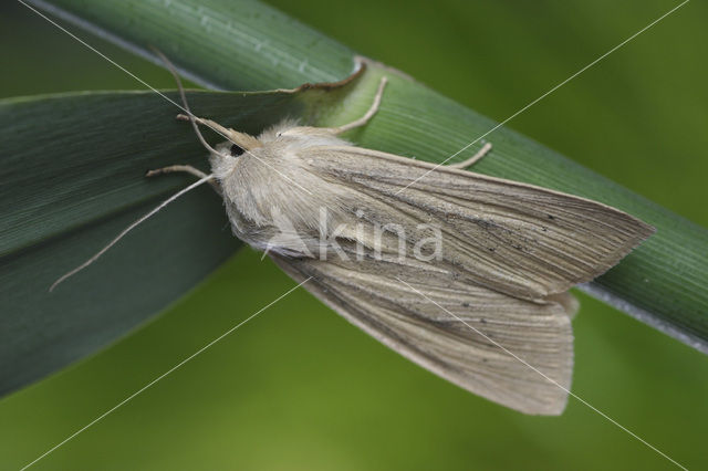 Large Wainscot (Rhizedra lutosa)