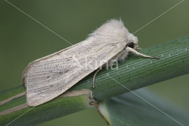 Large Wainscot (Rhizedra lutosa)