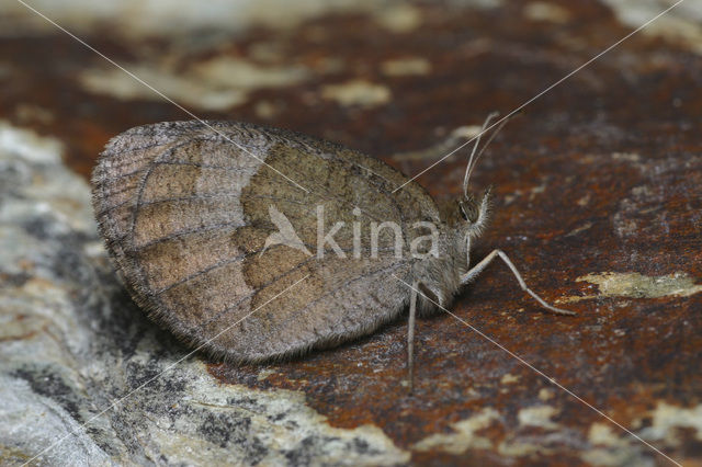 Autumn Ringlet (Erebia neoridas)