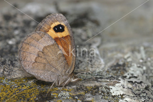 Autumn Ringlet (Erebia neoridas)