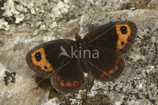 Autumn Ringlet (Erebia neoridas)