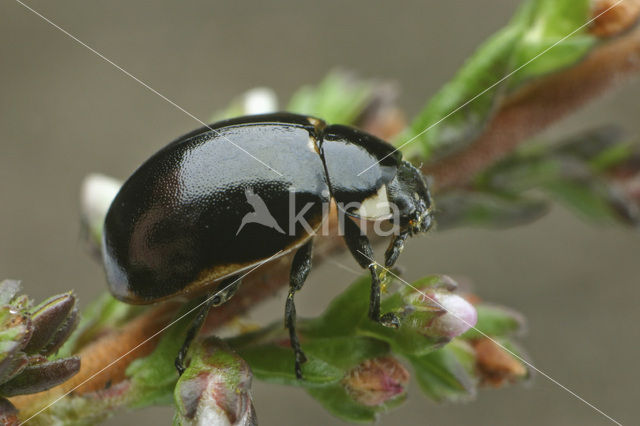 Hiërogliefenlieveheersbeestje (Coccinella hieroglyphica)