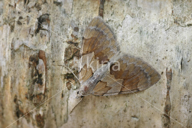 Pine Carpet (Thera firmata)