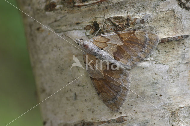 Hoekbanddennenspanner (Thera firmata)