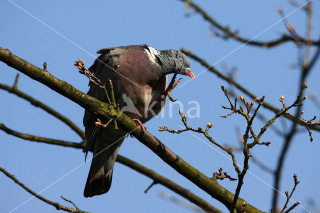 Houtduif (Columba palumbus)