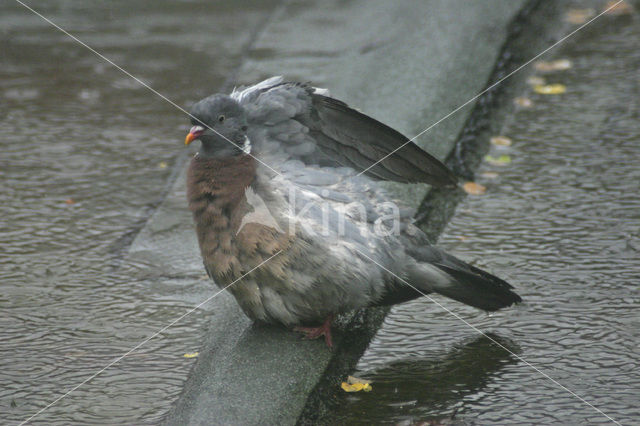 Houtduif (Columba palumbus)