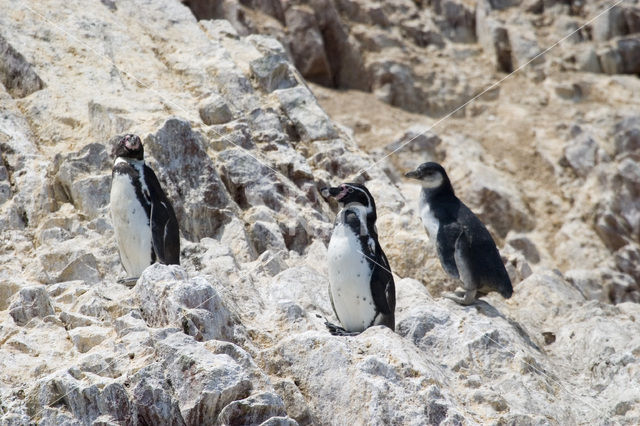 Humboldt penguin (Spheniscus humboldti)