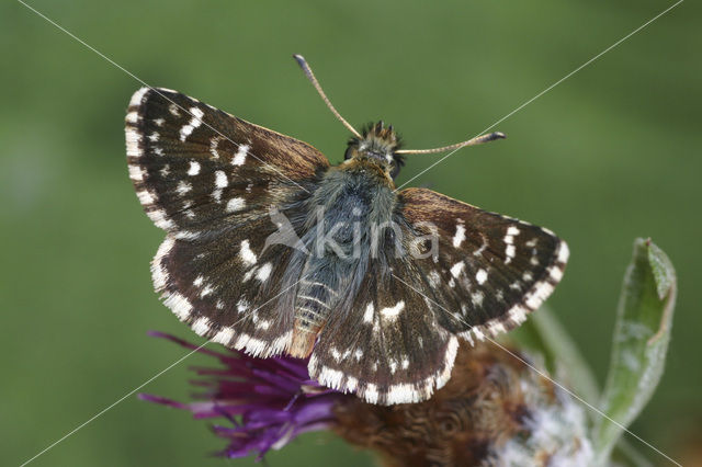 Red Underwing Skipper (Spialia sertorius)