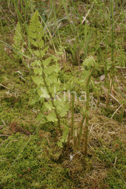 Crested Buckler-fern (Dryopteris cristata)