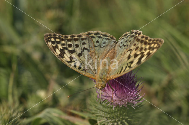 Kardinaalsmantel (Argynnis pandora)