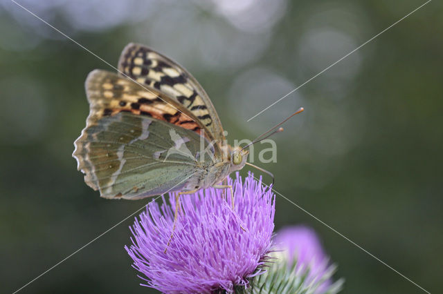 Kardinaalsmantel (Argynnis pandora)