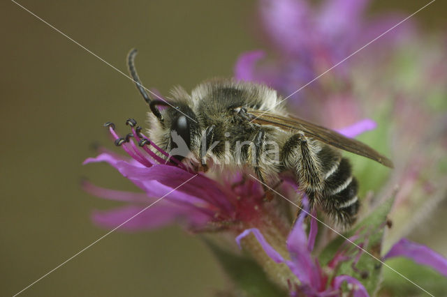 Kattenstaartdikpoot (Melitta nigricans)