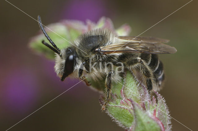 Kattenstaartdikpoot (Melitta nigricans)