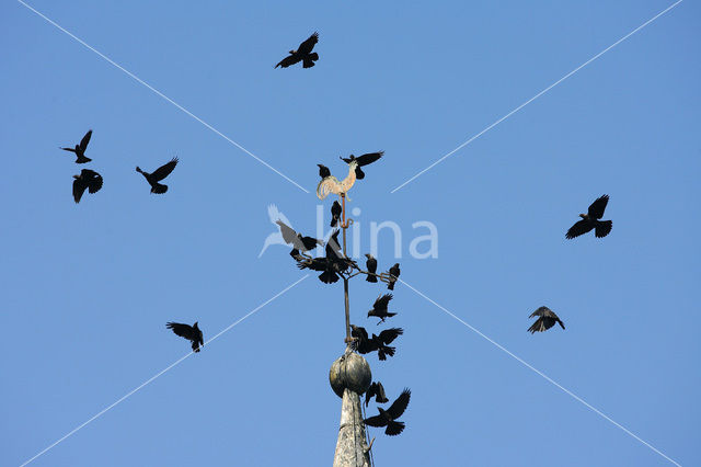 Eurasian Jackdaw (Corvus monedula)