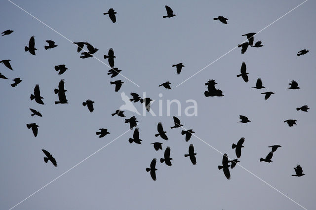 Eurasian Jackdaw (Corvus monedula)