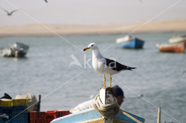 Southern black-backed gull