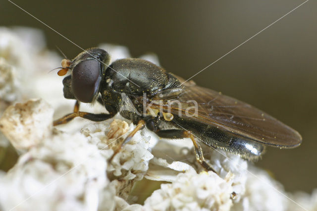 Kervelgitje (Cheilosia pagana)