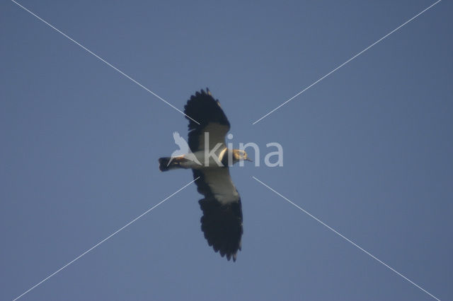 Lapwing (Vanellus vanellus)