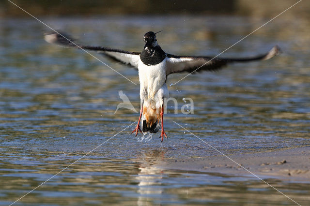 Lapwing (Vanellus vanellus)