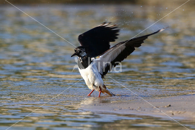 Lapwing (Vanellus vanellus)