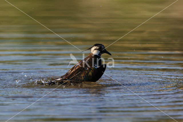 Lapwing (Vanellus vanellus)