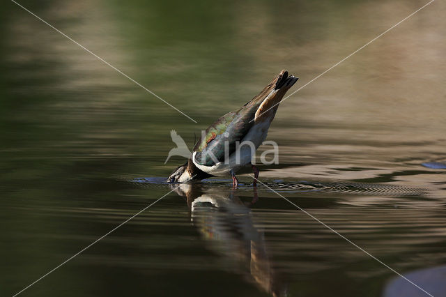 Lapwing (Vanellus vanellus)