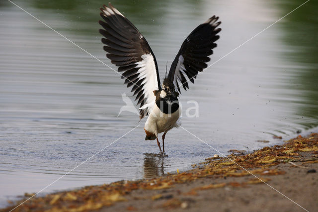 Lapwing (Vanellus vanellus)