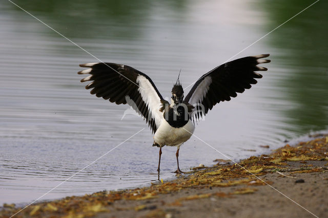 Lapwing (Vanellus vanellus)