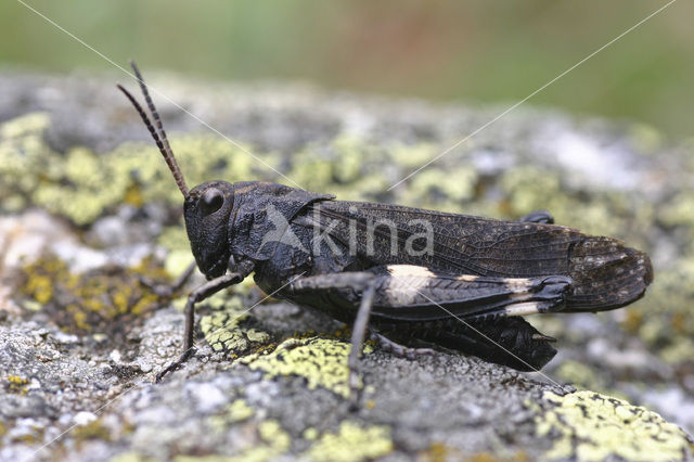 Klappersprinkhaan (Psophus stridulus)