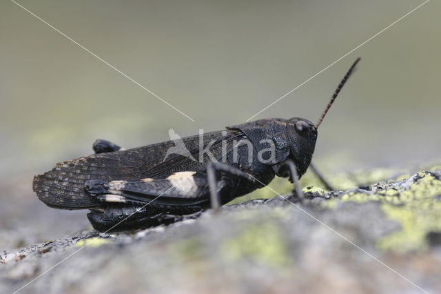 Klappersprinkhaan (Psophus stridulus)