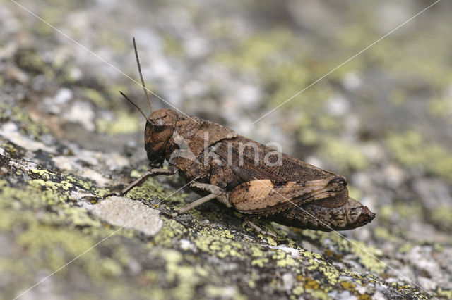 Klappersprinkhaan (Psophus stridulus)