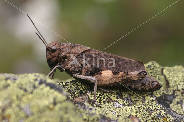 Klappersprinkhaan (Psophus stridulus)