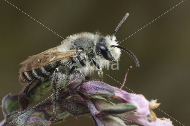 Klaverdikpoot (Melitta leporina)