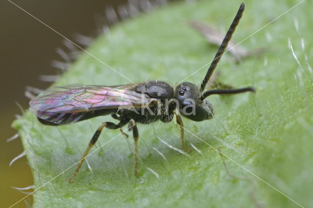 Kleigroefbij (Lasioglossum pauxillum)